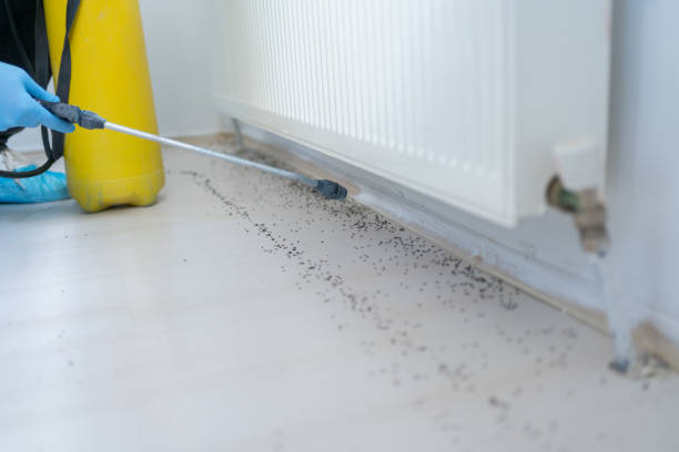 Best Mosquito Control Services  in Four Oaks, NC